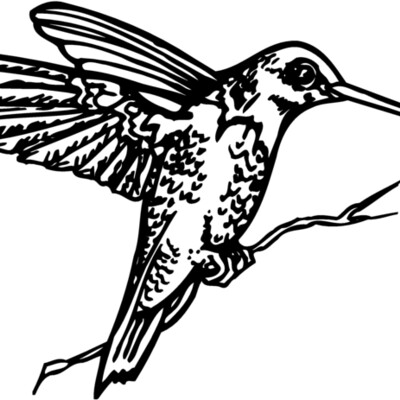 BIRD033 Thumbnail