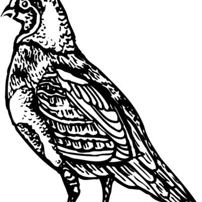BIRD042 Thumbnail