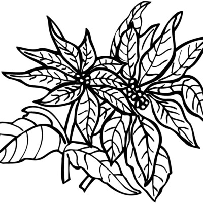 FLOWER29 Thumbnail