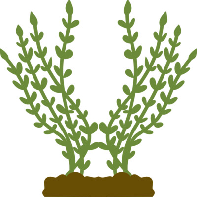 Plants 4 Thumbnail